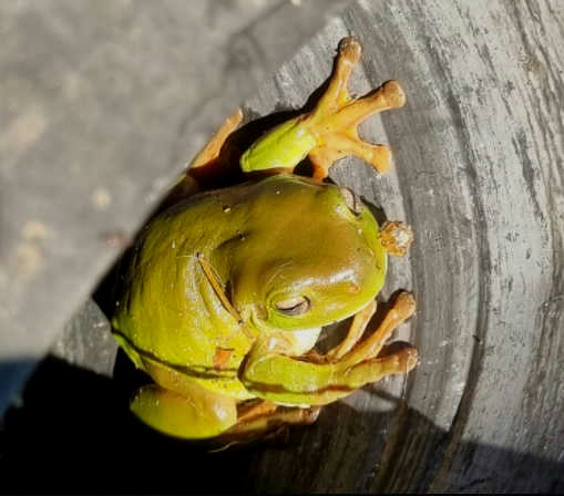 a green pobblebonk frog sitting inside a metal watering can