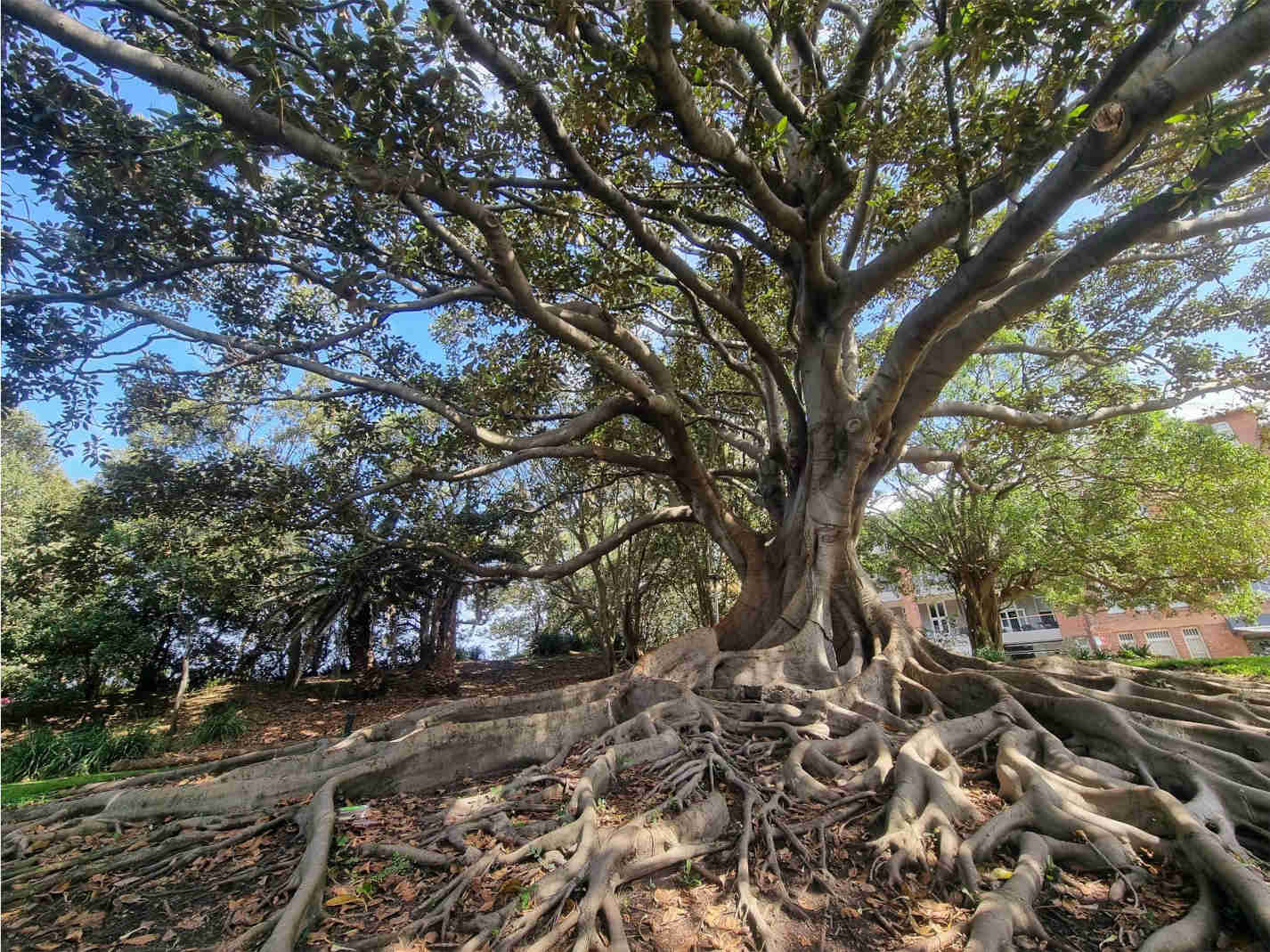 photo of large fig tree with exposed roots