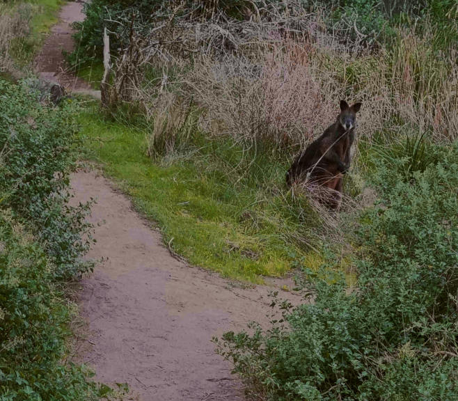 a wallaby waiting at the edge of the smaller of two forking paths through the green scrub